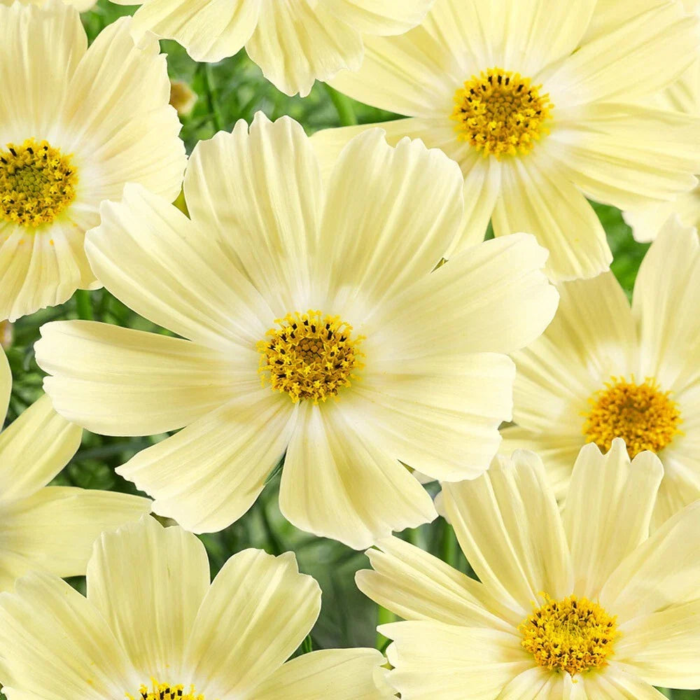 Lemonade Cosmos Seeds - 200+ Count - Colorful Garden Flowers - Cosmos Sulphureus - USA Grown, Free Shipping