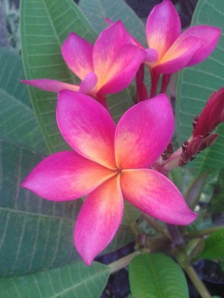 Plumeria Seeds - 5 Bright Pink Orange Flower Seeds - Perennial Plants (Plumeria spp.)