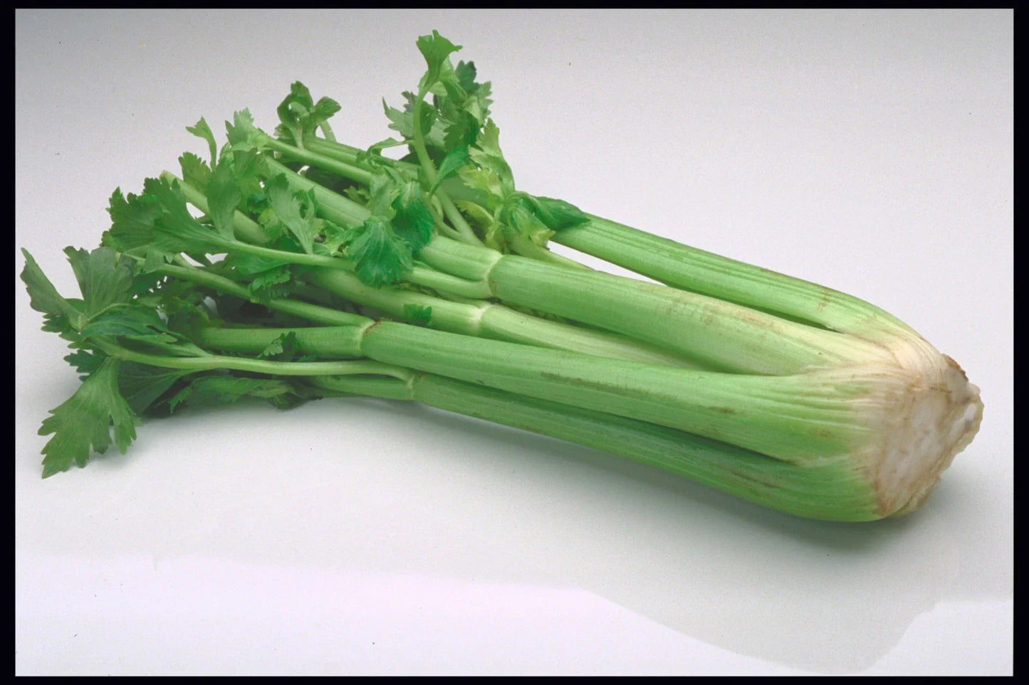 Massive Celery Seeds - 200 Count - 16 Inch Stalks - Ideal for Cocktail Garnish - Apium graveolens