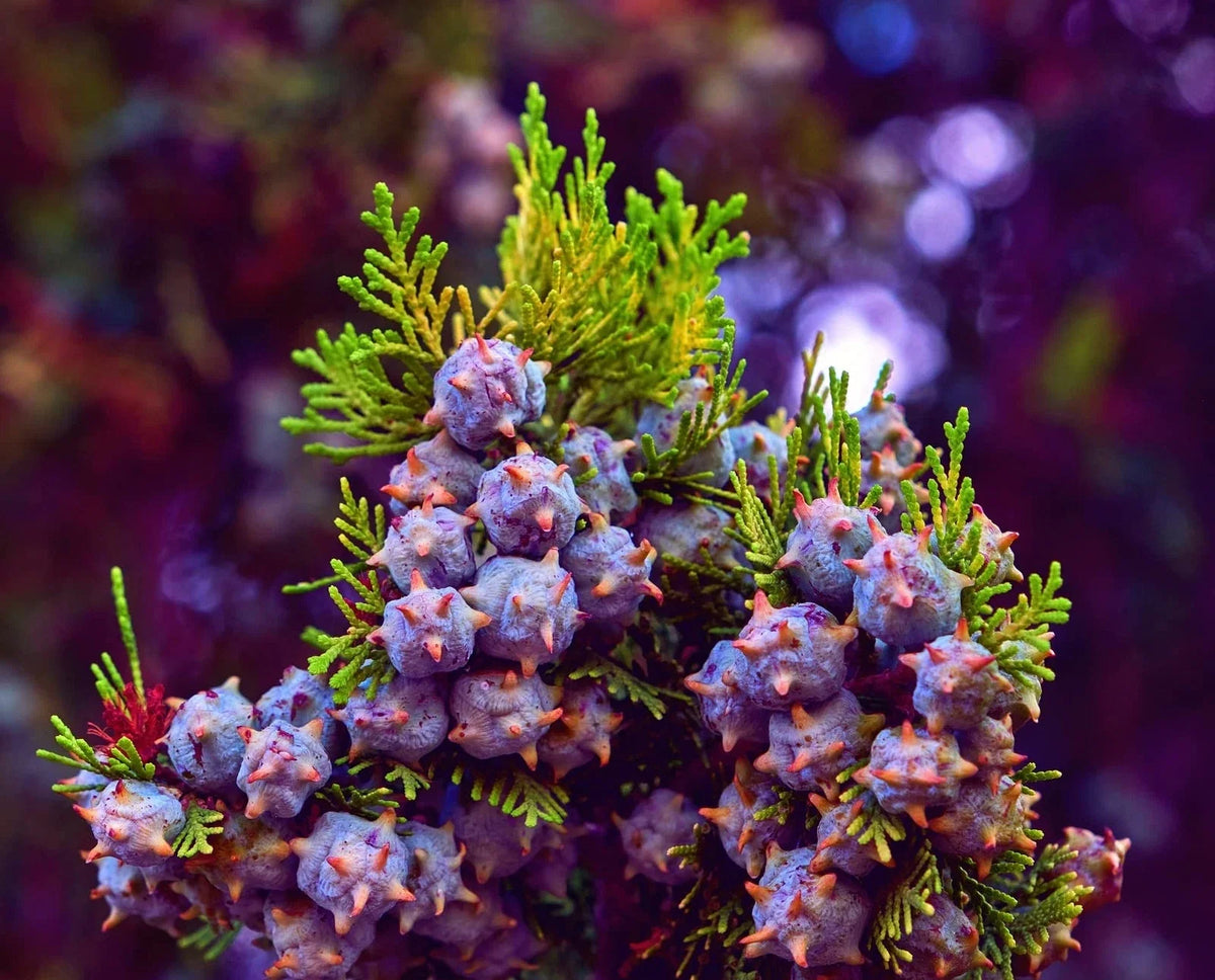 Oriental Arborvitae Tree Seeds - 30 Pack - Platycladus orientalis - Ideal for Planting and Landscaping