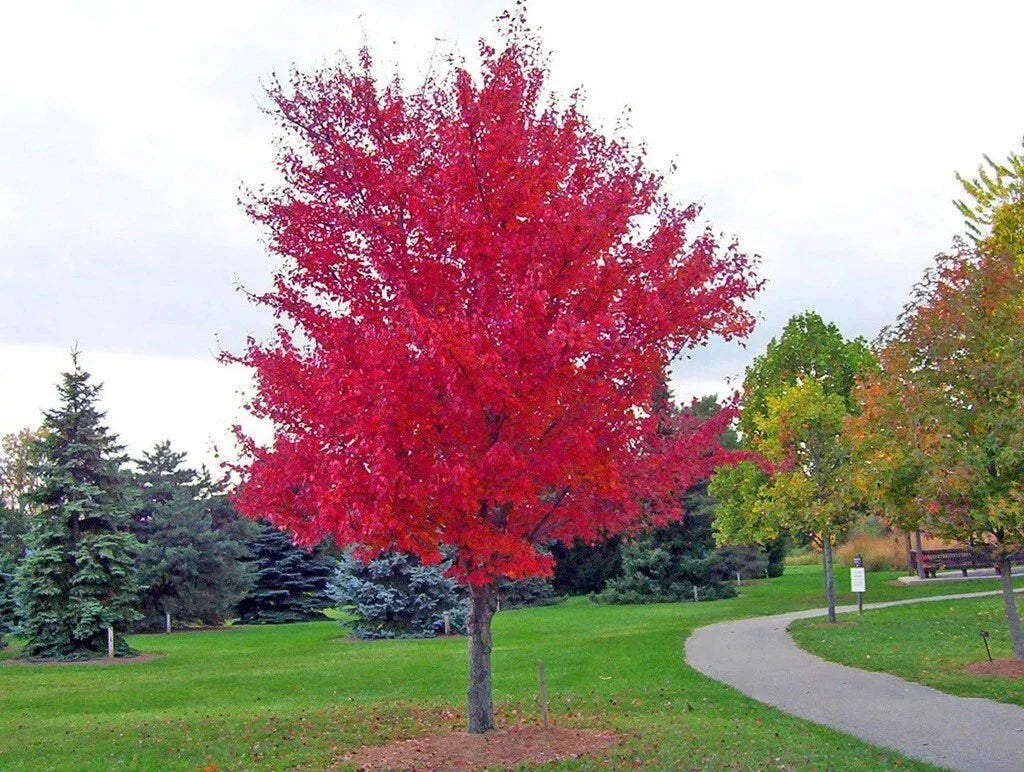 Red Maple Tree Seedling - 4" Live Plant - Acer rubrum - Young Maple Plant for Gardens and Landscaping