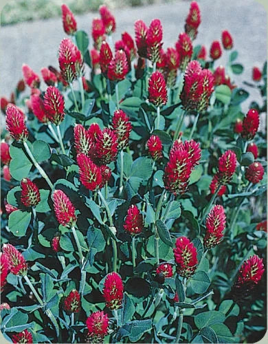 Crimson Clover Seeds 1 OZ - Red Flowering Bee Attracting Plant (Trifolium incarnatum) - GroCo