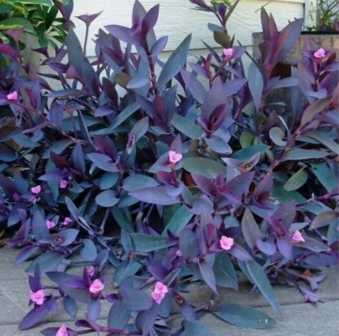 Tradescantia Cuttings 10pc Purple Heart Wandering Jew Plant Houseplant (Tradescantia pallida)