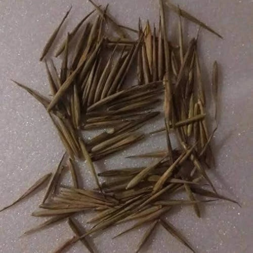 Rare Black Bamboo Seeds - 100+ Count - Exotic Fast Growing - Phyllostachys nigra - Ideal for Planting and Gardening