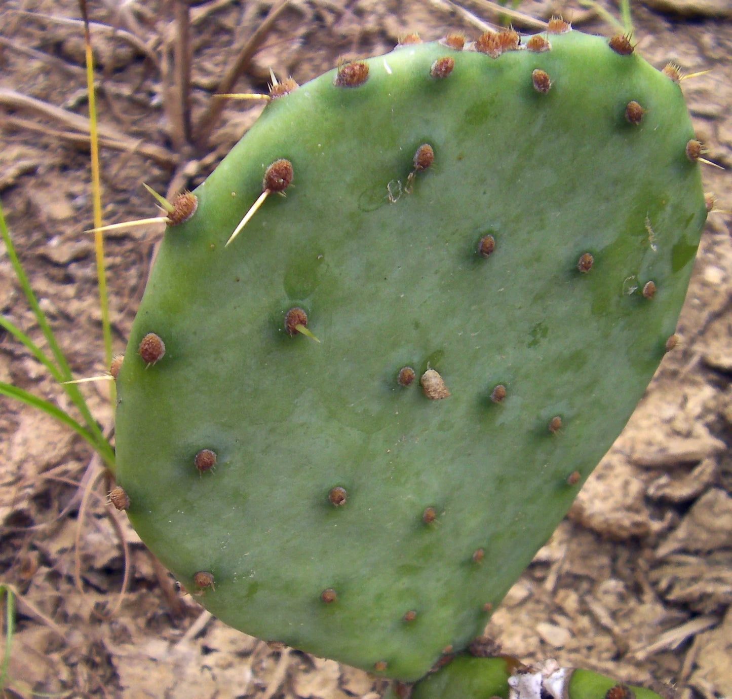 Large Opuntia violacea Purple Santa Rita Prickly Pear Cactus Cuttings - 2 Pads, Purple Variety, Succulent Plant