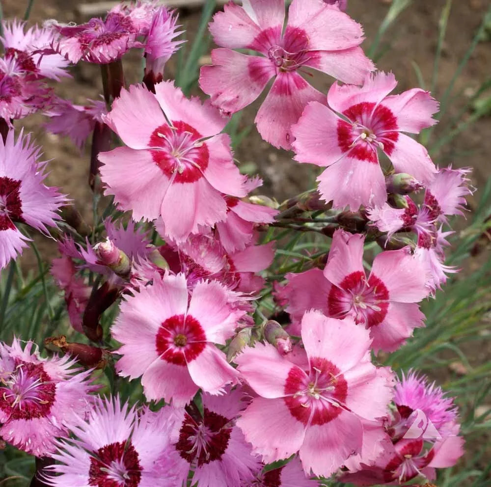 Dianthus Seeds - Cottage Pinks - 100+ Flower Seeds - Perennial Dianthus plumarius - Free Shipping