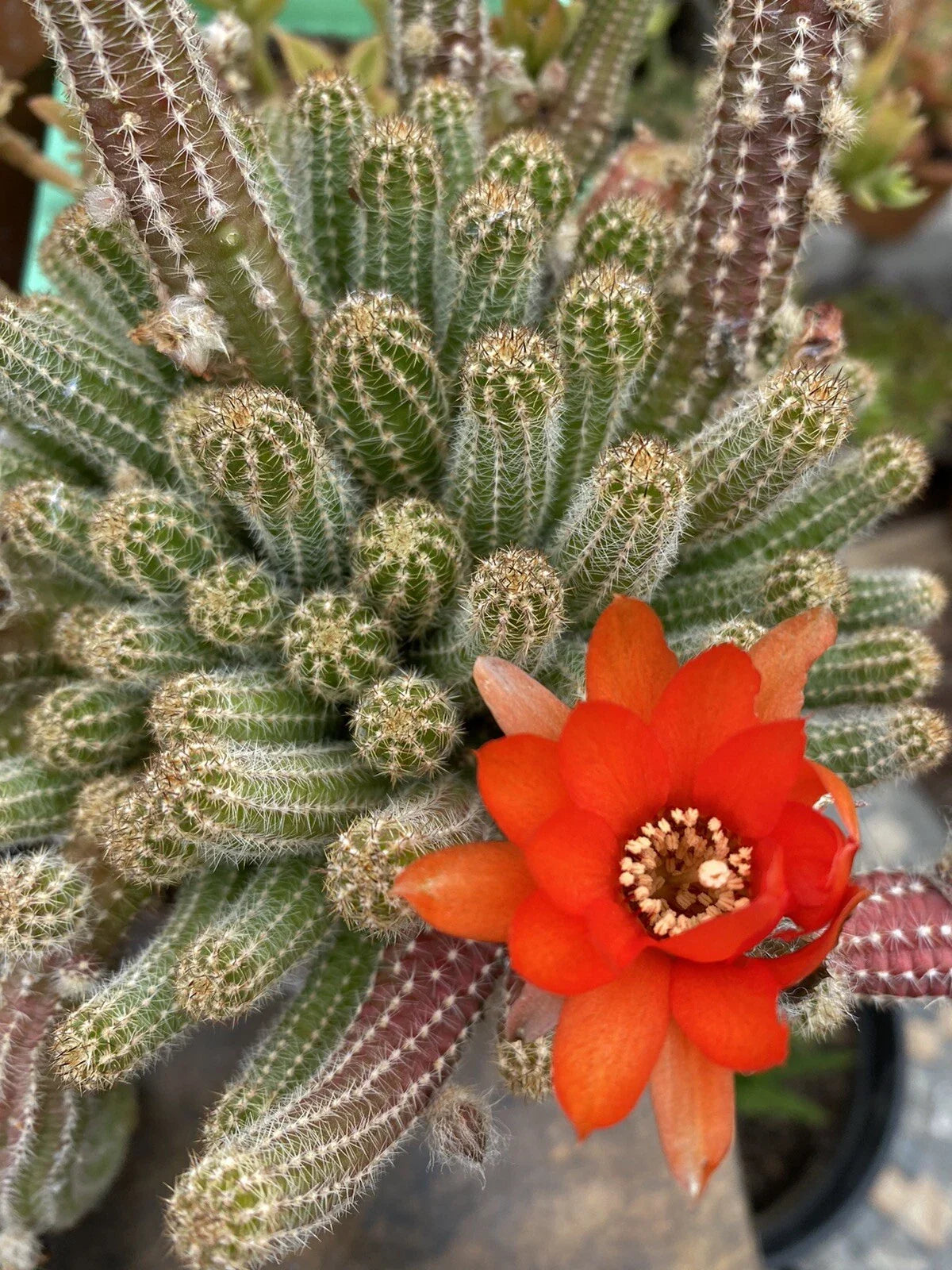 Echinopsis Chamaecereus Peanut Cactus Cuttings (5) - Succulent Plant for Indoor Gardening