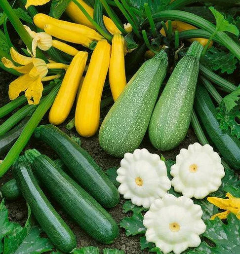 Summer Squash Mix Seeds - 5 Species Variety including Zucchini & Patty Pan - Fast Shipping 2025