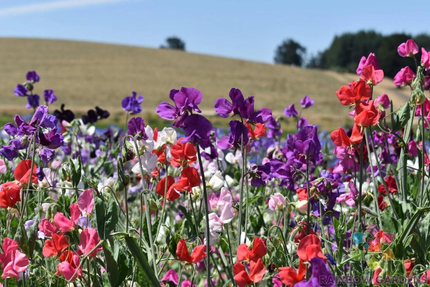 Knee-High Mix Sweet Pea Seeds - 50+ Pack for Garden Planting - Lathyrus odoratus - USA Shipping