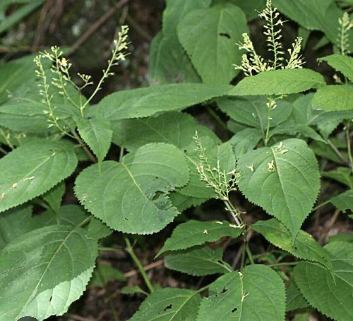 Stone Root Plant Bare Root 10-Pack Canadensis Collinsonia Native Medicinal Wildflower Perennial Herb