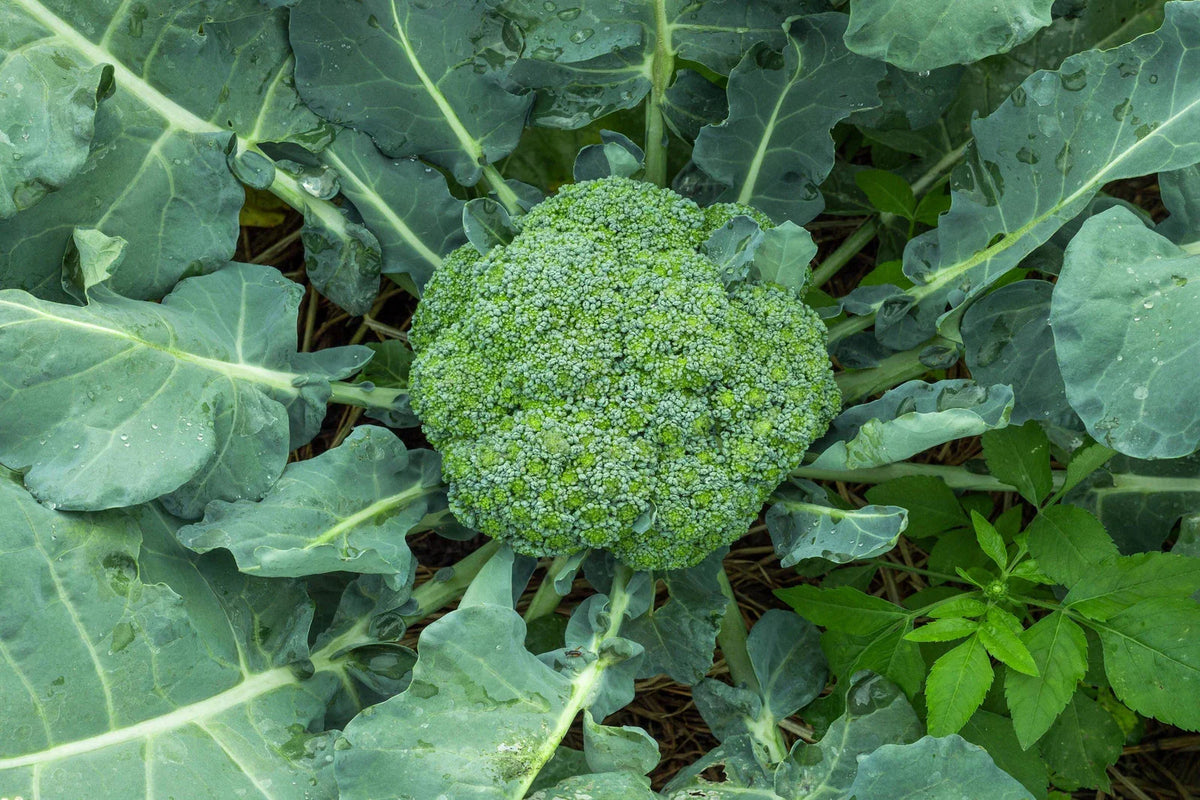 Waltham 29 Broccoli Seeds - Non-GMO Heirloom Variety - Brassica oleracea - Backyard Gardening