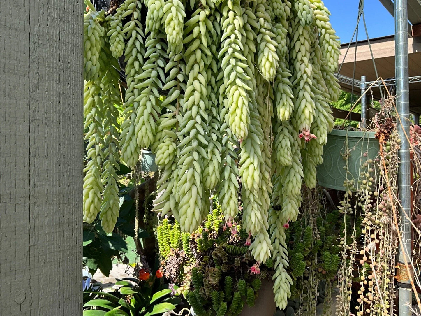 Burro's Tail Succulent Cuttings - Lot of 5 - 4" Cuttings from Mature Plants - Sedum morganianum