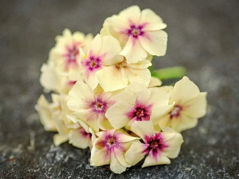 Phlox Seeds - 50 Yellow Pink Perennial Flower Seeds - Phlox paniculata - US Seller