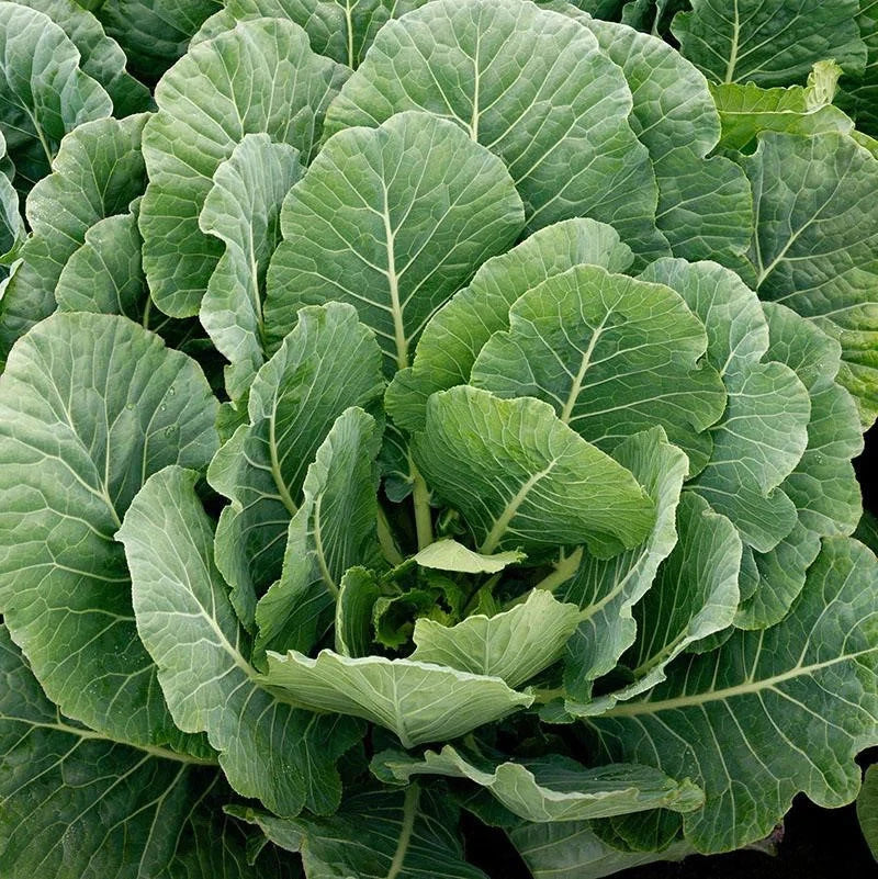 Georgia Southern Collard Greens Seeds - Heirloom Vegetable Seeds for 2025 Planting - Brassica oleracea