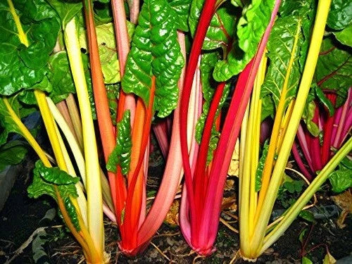Swiss Chard Seeds - 2K Bulk Northern Lights Mix - Heirloom, Intense Colors - Beta vulgaris subsp. cicla