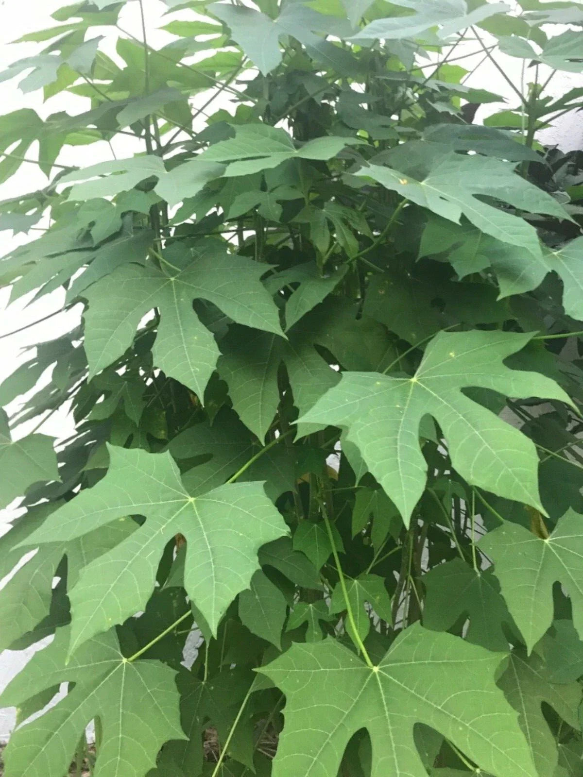 Chaya Cuttings - Organically Grown Spinach Plant - Easy to Root - Cnidoscolus aconitifolius