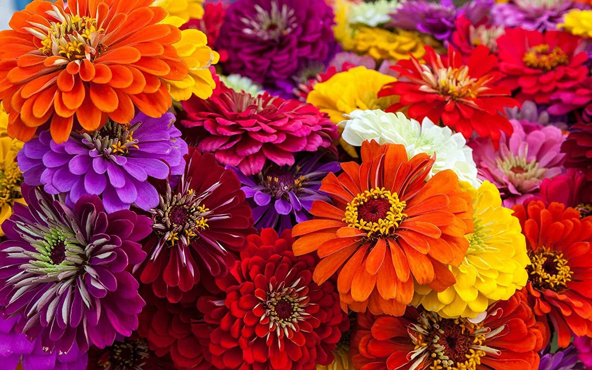 Giant California Zinnia Seeds - 200 Count - Colorful Flower Seeds for Planting - Zinnia elegans