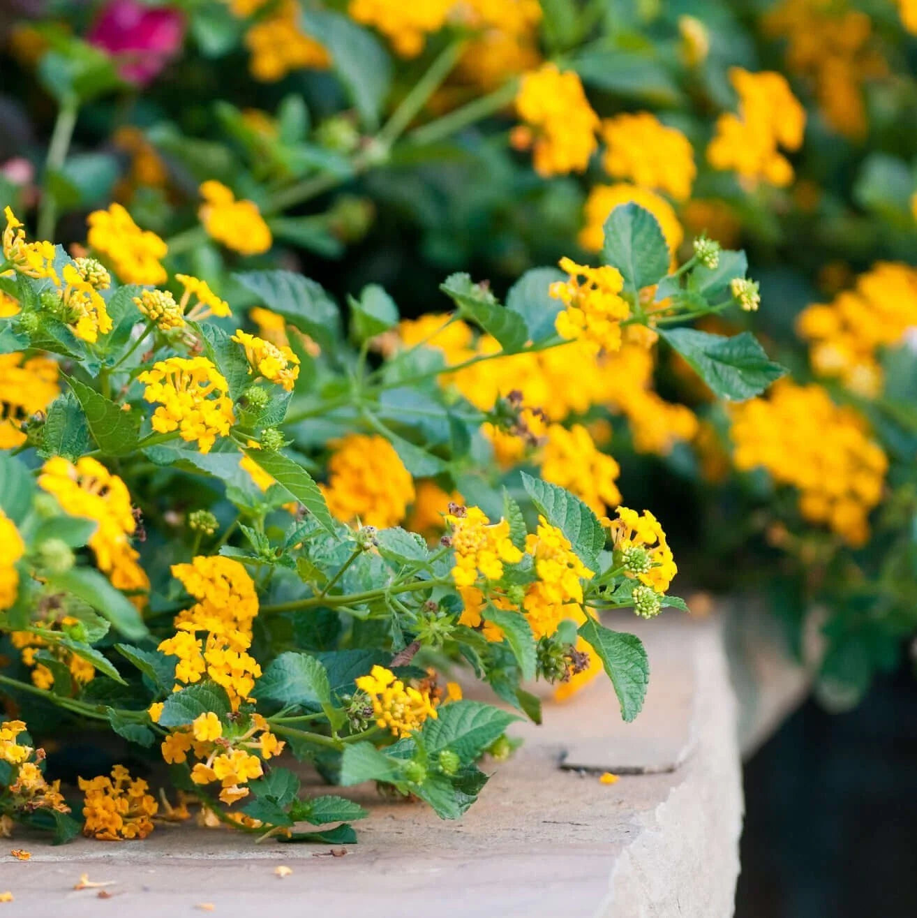Lantana Plant Plug, 1-Count, Chapel Hill Gold, Hardy Type, Easy to Grow, Lantana camara