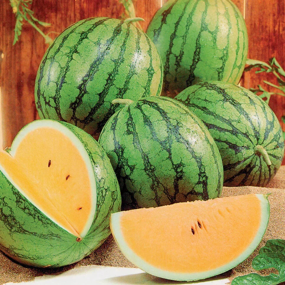 Queen Watermelon Seeds - 50+ Pack for Garden Planting - Citrullus lanatus - USA Grown, Free Shipping