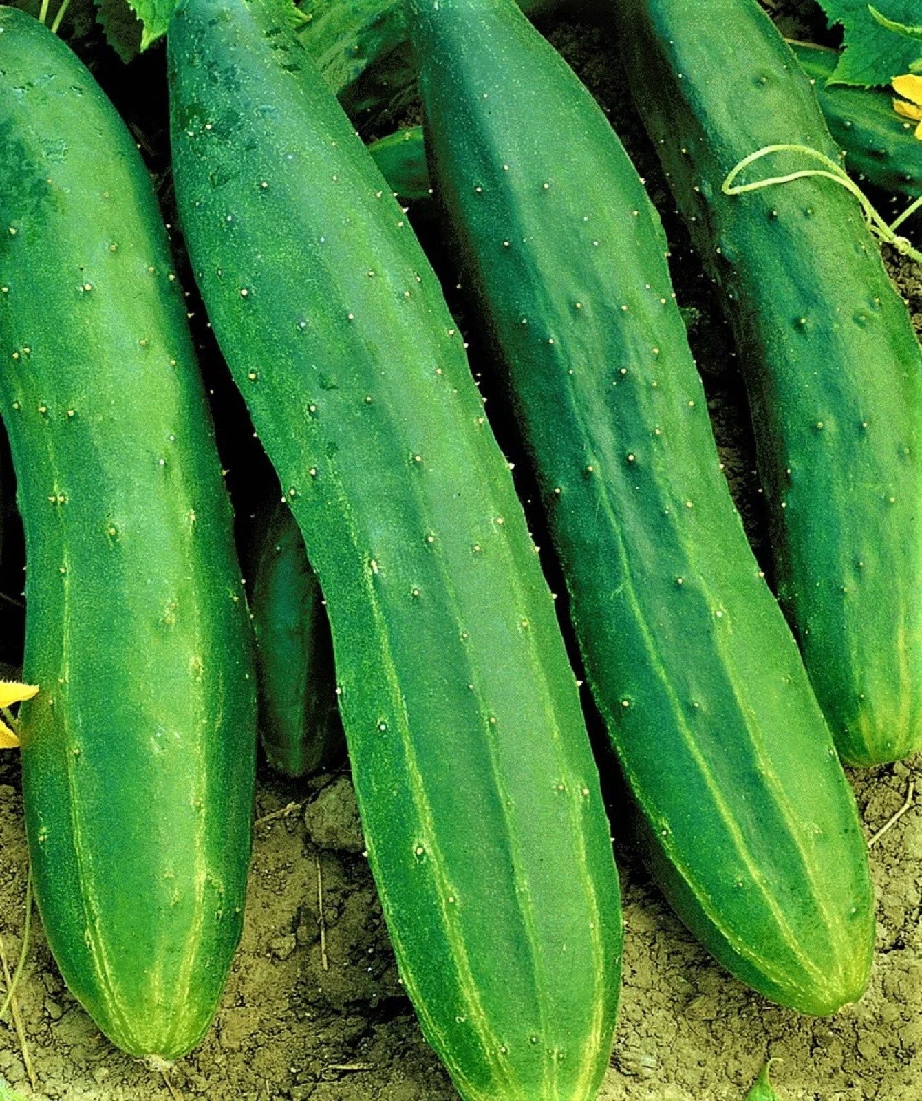 Straight Eight Cucumber Seeds, 50 Non-GMO Seeds, Heirloom Variety, Cucumis sativus
