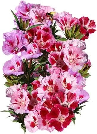 Dwarf Godetia Seeds - Farewell to Spring - Clarkia amoena - Flower Seeds for Planting