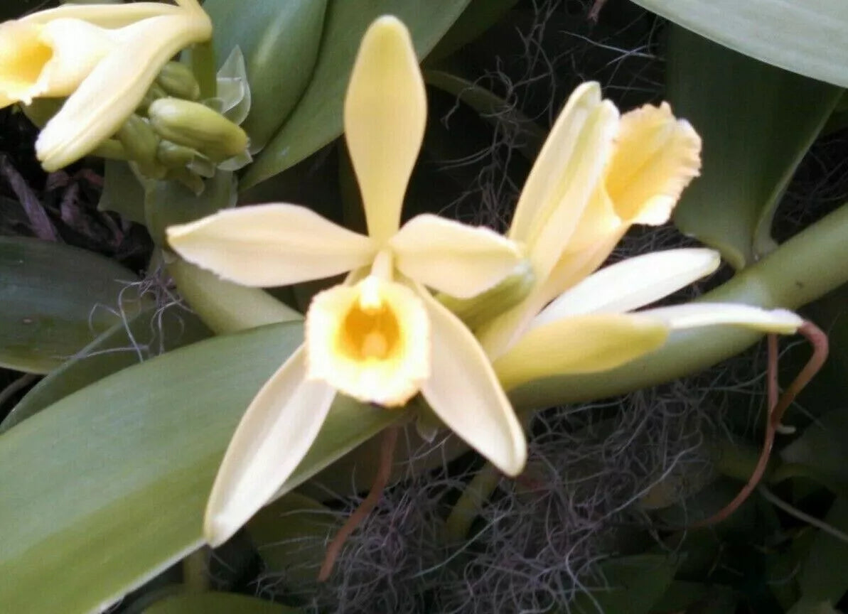 Vanilla Bean Orchid Plant 2.5" Pot Vanilla planifolia