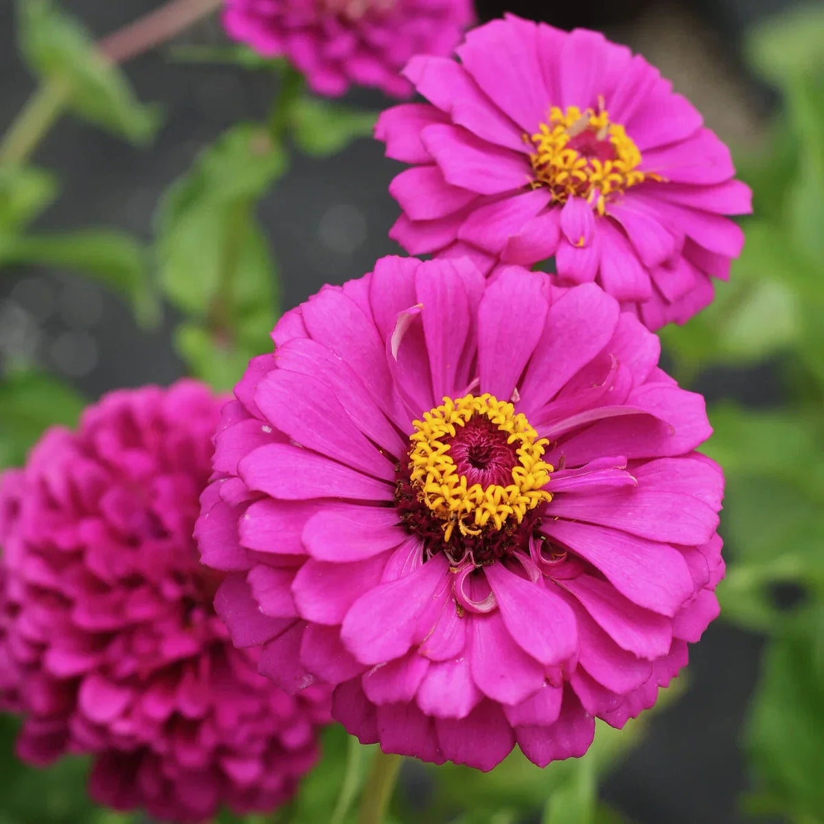 Violet Queen Zinnia Seeds - 100+ Pack for Garden Planting - Zinnia elegans - USA Grown