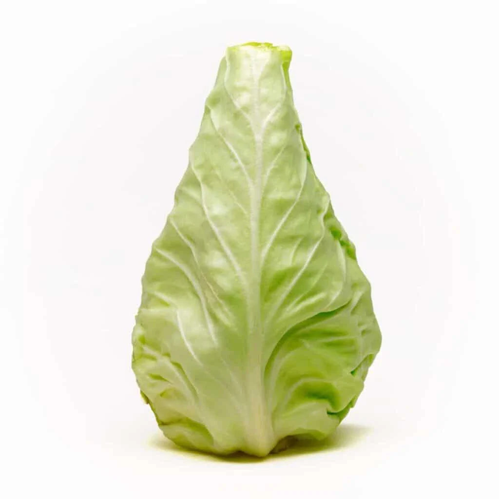 Conehead Cabbage Seeds - 500+ Pack - Heirloom Variety - Brassica oleracea - Ideal for Garden Planting, USA
