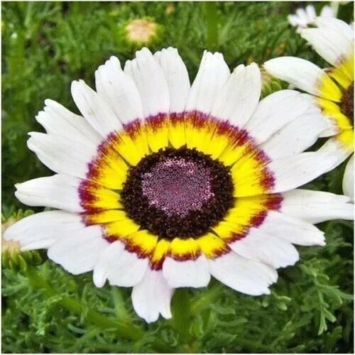 Chrysanthemum Tri-Color Painted Daisy Seeds - 201+ Seeds for Garden & Patio Containers - Annual Plant