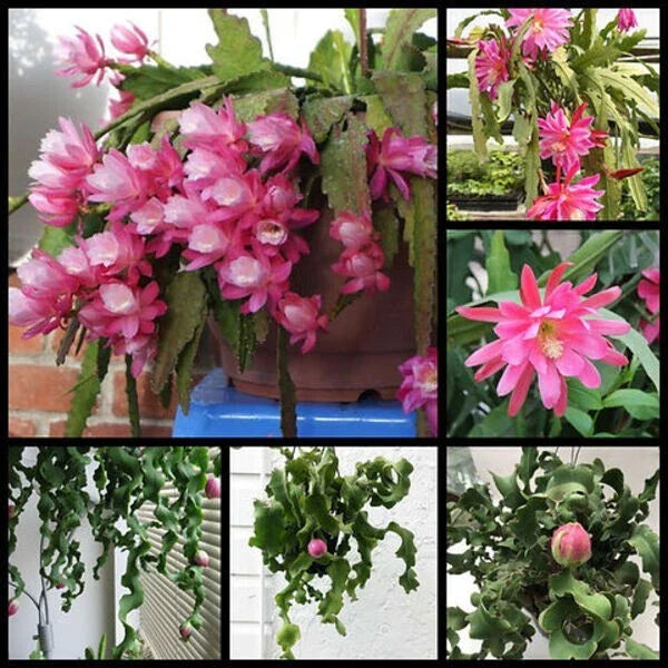 Live Epiphyllum 'Curly Locks' Orchid Cactus Succulent - 4" Bare Roots - Unique Green Houseplant for Indoor Gardening