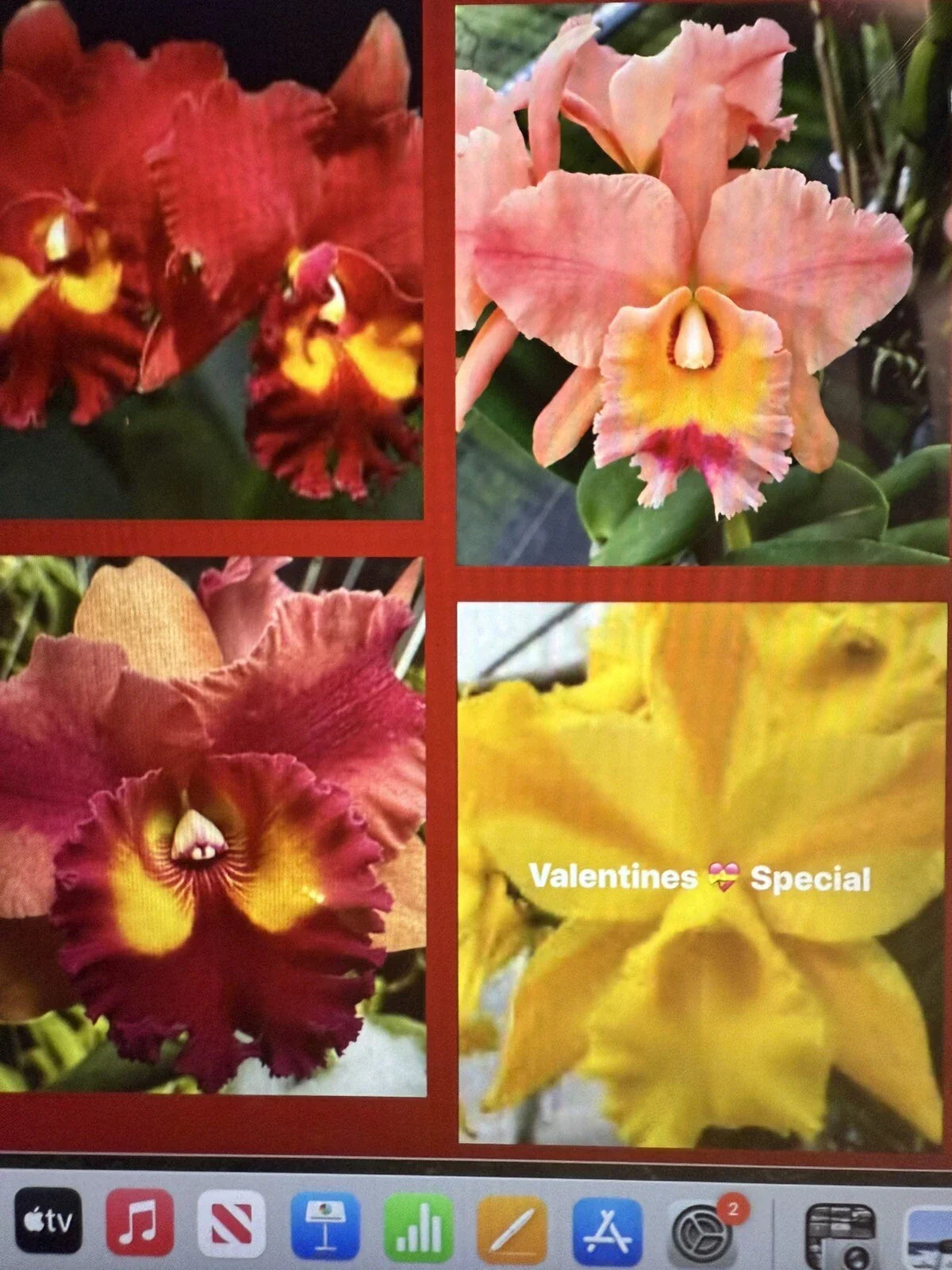 Cattleya Orchid Seedling 5 Bare Root Plant - No Tag, Tropical Flowering Plant, Exotic Houseplant
