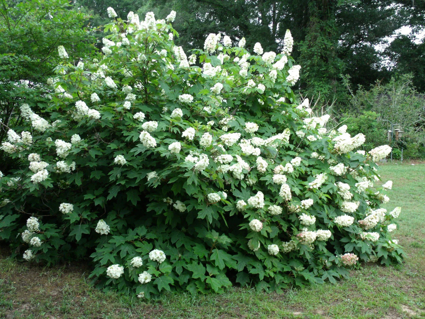 Okleaf Hydrangea Seeds - 500+ Premium Seeds - Hydrangea quercifolia - Beautiful Oakleaf Variety for Garden Planting