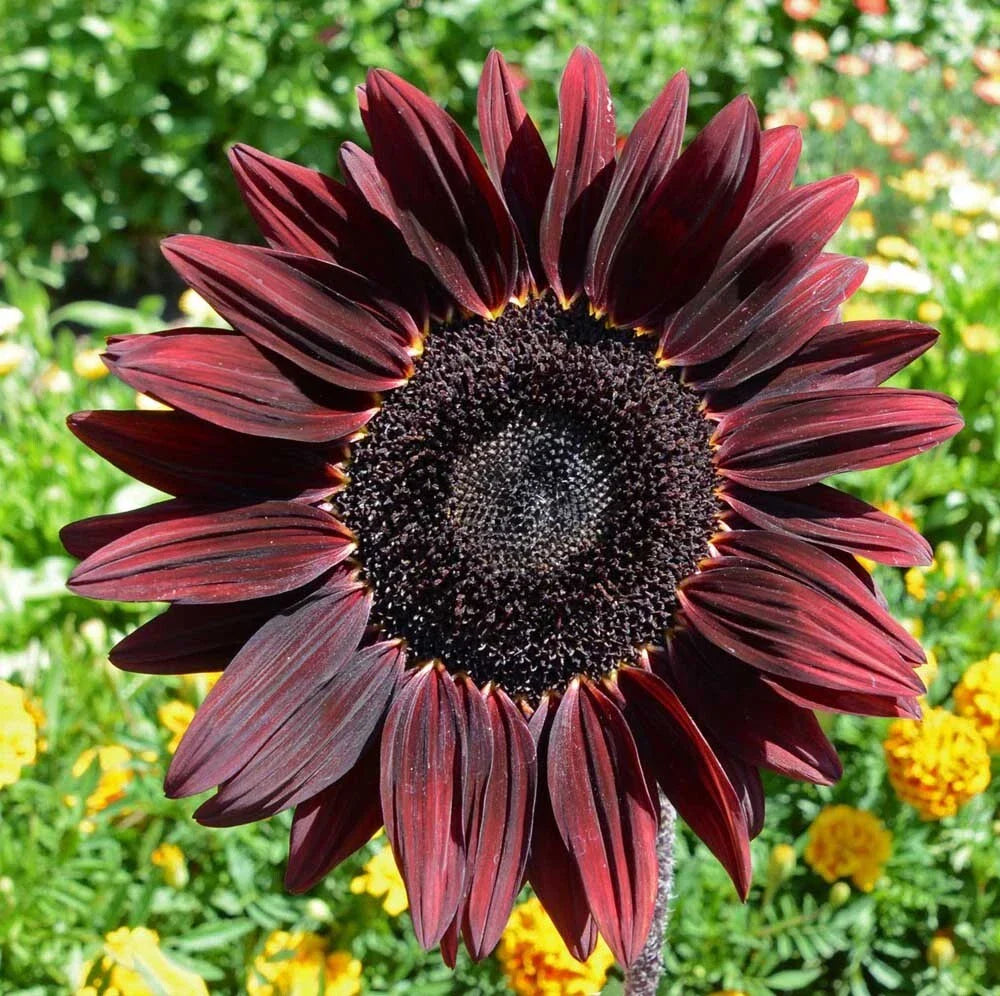 Chocolate Cherry Sunflower Seeds - 25+ Heirloom Organic NON-GMO - Rare Varietal - Helianthus annuus