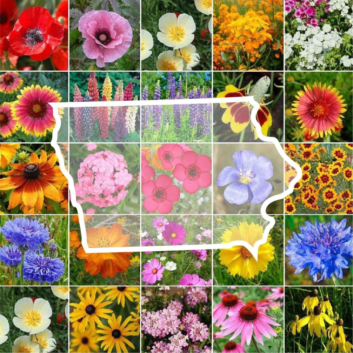 Wildflower Seed Mix - Iowa State Flower - 1000 Non-GMO Annuals & Perennials - Native Wildflowers for USA Gardens