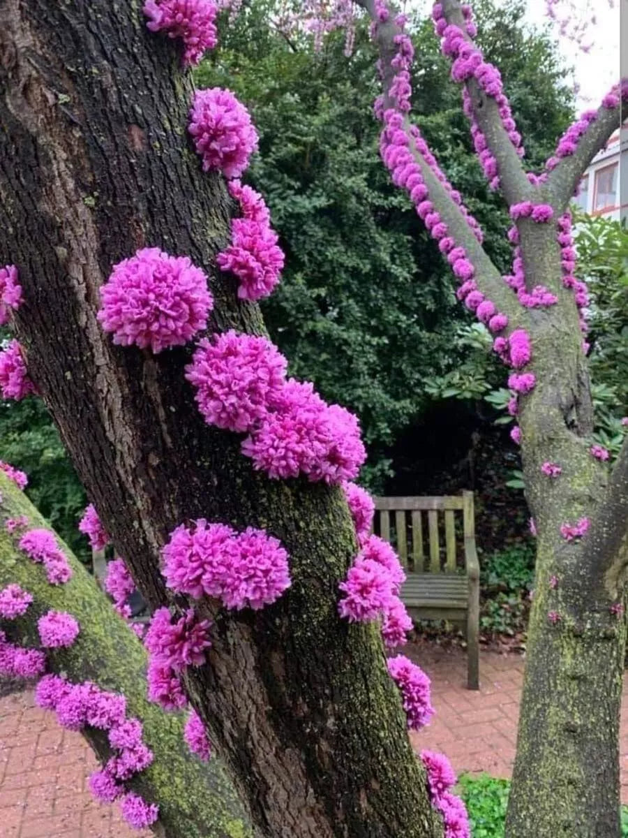 Judas Tree Seeds for Planting - 20 Count - Flowering Tree - Cercis siliquastrum - Ideal for Yard Garden or Bonsai
