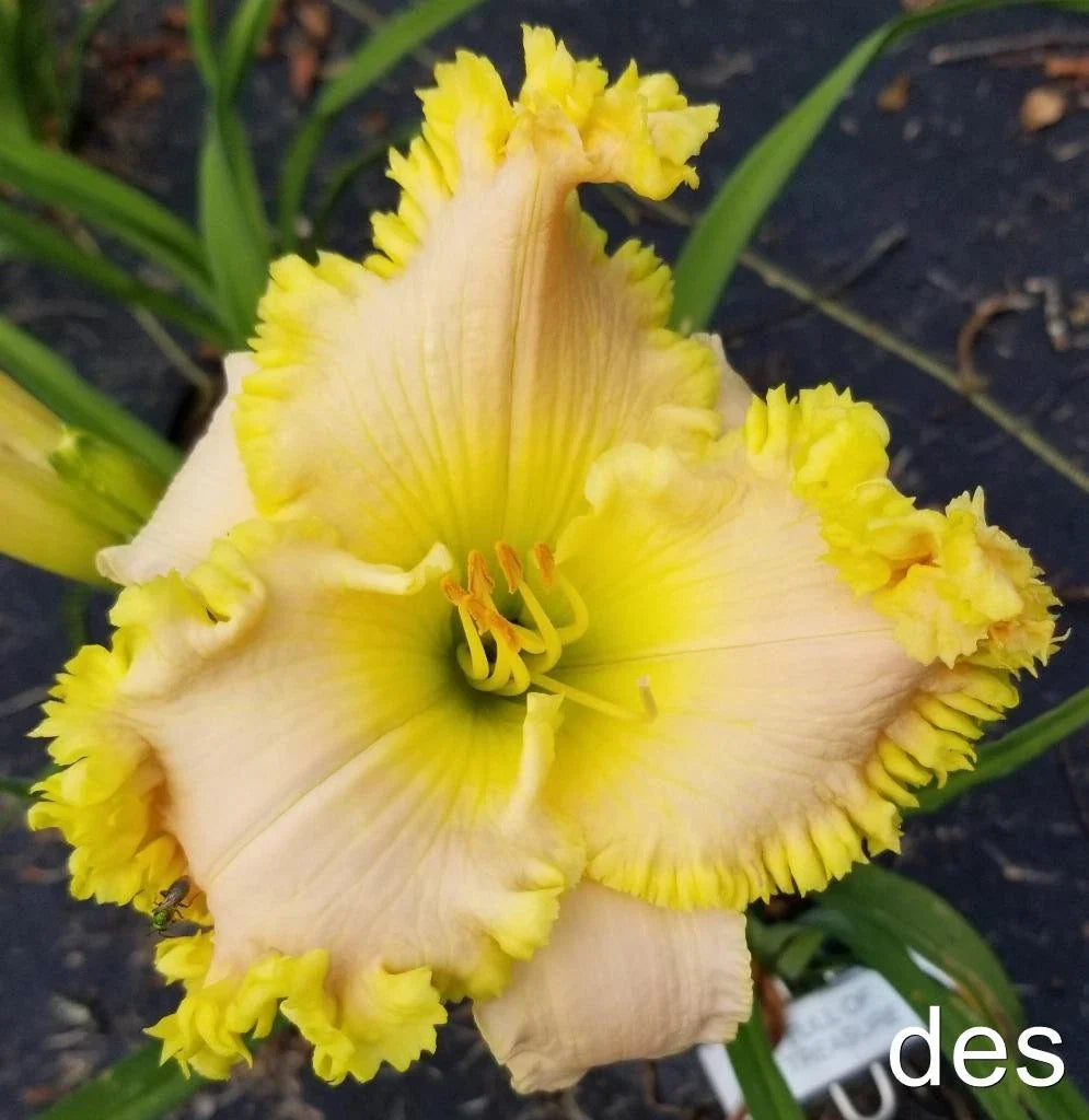 Daylily Live Plant - Full of Treasure - Reblooms & Fragrant - Hemerocallis spp.