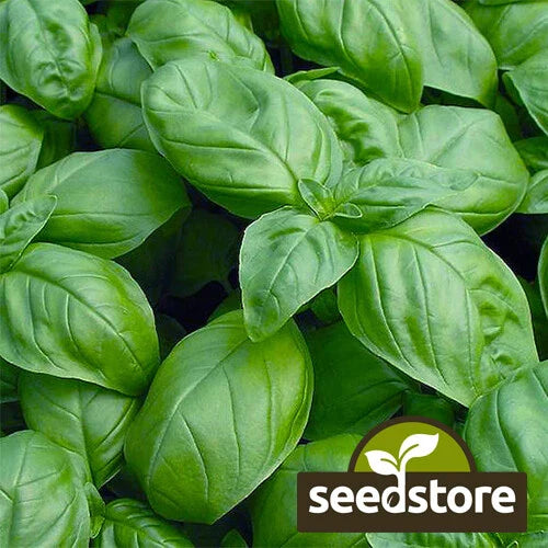 Sweet Basil Seeds | Heirloom Non-GMO | Culinary Herb | Ocimum basilicum | Free Shipping