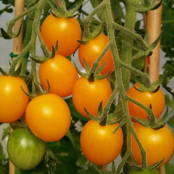 Gold Nugget Cherry Tomato Seeds - 30+ Organic Heirloom Non-GMO Supersweet - Perfect for Home Gardening