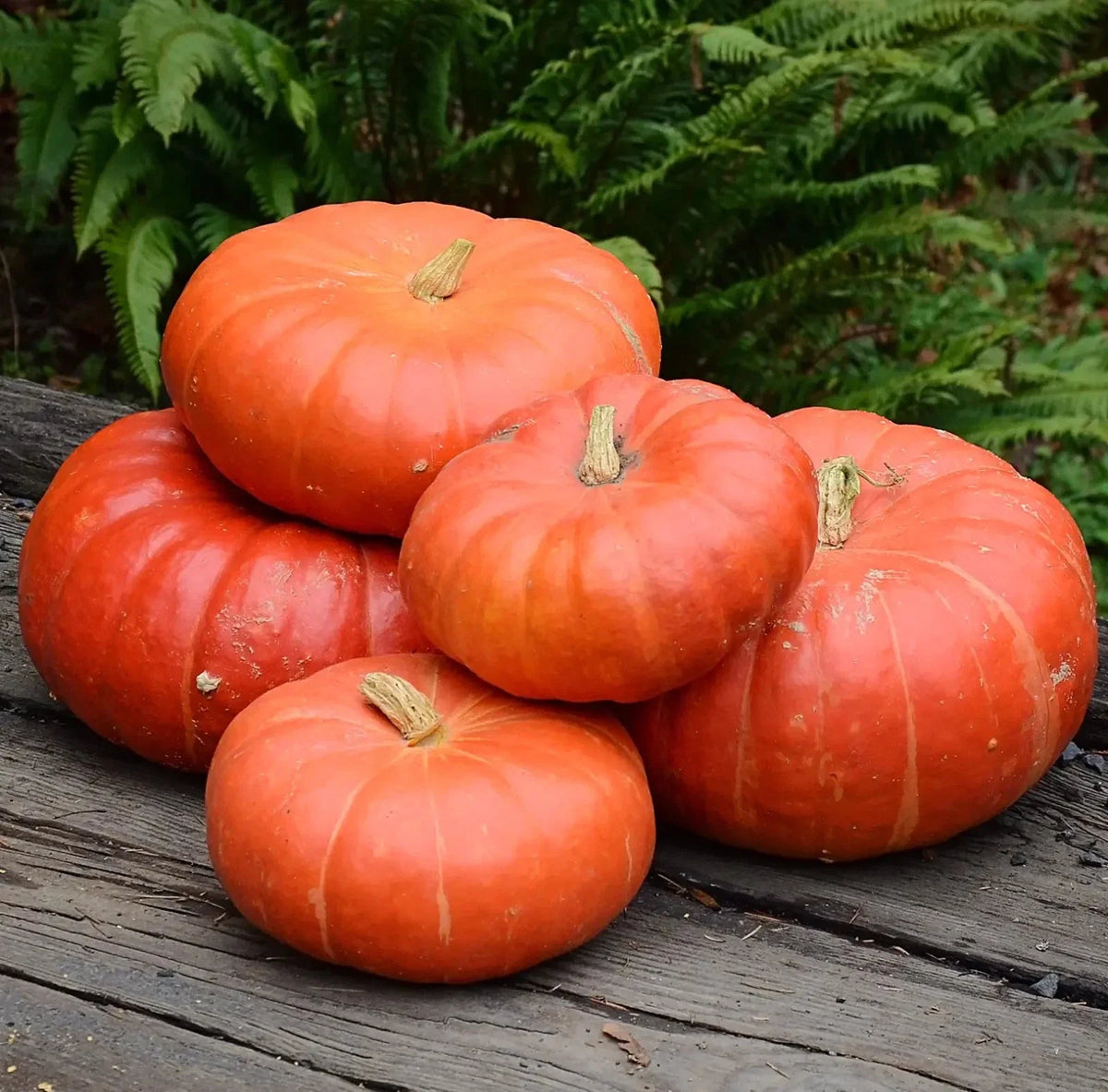 Cinderella Pumpkin Seeds - 10 Heirloom Organic Non-GMO Seeds - Fresh Cucurbita maxima