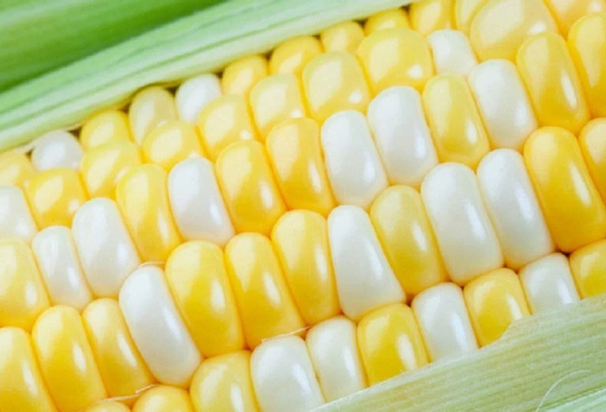 Peaches and Cream Sweet Corn Seeds 250+ Seeds, Zea mays, Bicolor, High-Yield, Home Garden, Heirloom Variety