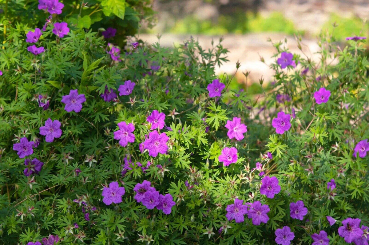 5 Cranesbill Wild Geranium Bare Roots - Organic Maculatum Wildflower Transplant, Multicolor, Perennial Plant