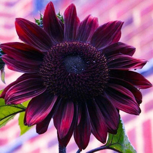 Sunflower 50 Seeds - Heirloom Chocolate Cherry Variety - Rare, Vibrant Color - Free Shipping - Helianthus annuus