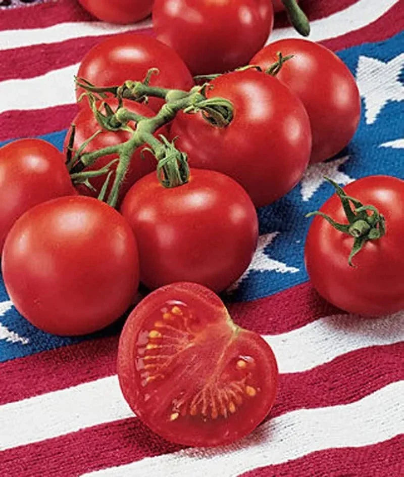 120+ Heirloom Tomato Seeds - Fastest Ripening Variety, 42 Days to Harvest, Lycopersicon esculentum
