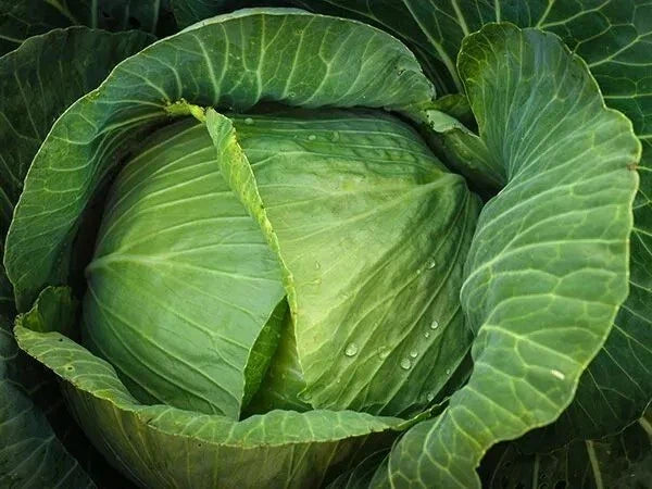 Cabbage Seeds - 400+ Heirloom Brunswick Variety - Non-GMO, Fresh Seed Pack - Brassica oleracea