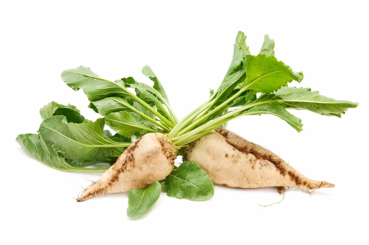 Sugar Beet Seeds 100/150 Count - Non-GMO, Open Pollinated, Sweet Tasting, Cold Tolerant (Beta vulgaris)
