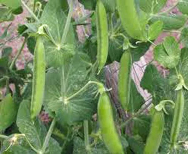 Pea Seed 500+ Seeds Little Marvel Heirloom Non-GMO Pisum sativum Perfect Peas