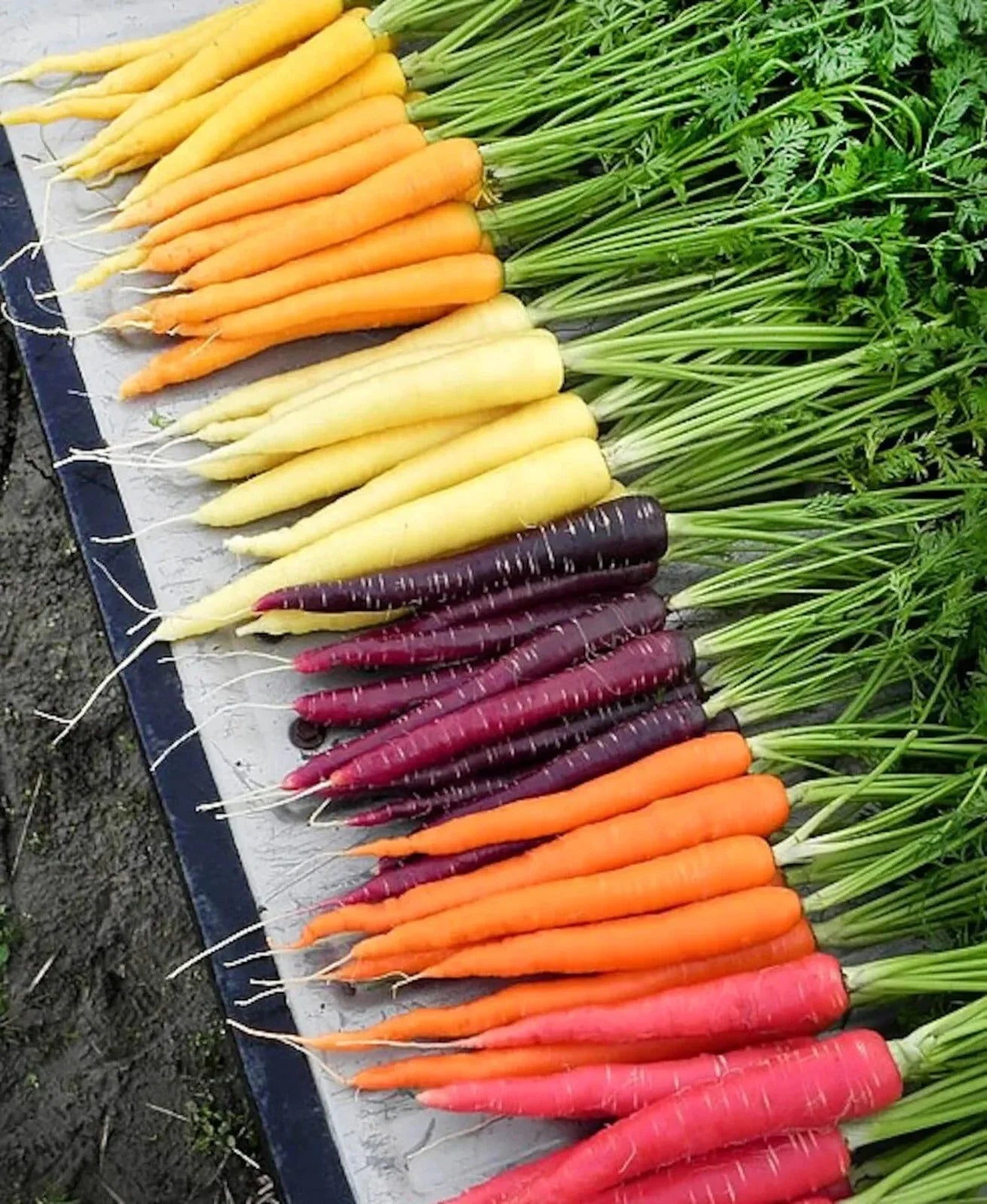 Rainbow Carrot Mix Seeds 1000+ Non-GMO Heirloom Organic - Fresh Culinary Vegetable Seeds for Home Garden - Daucus carota