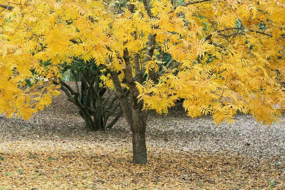 Thornless Honeylocust Seeds - 10 Pack - Gleditsia triacanthos inermis - Drought Tolerant Tree Seeds for Landscaping