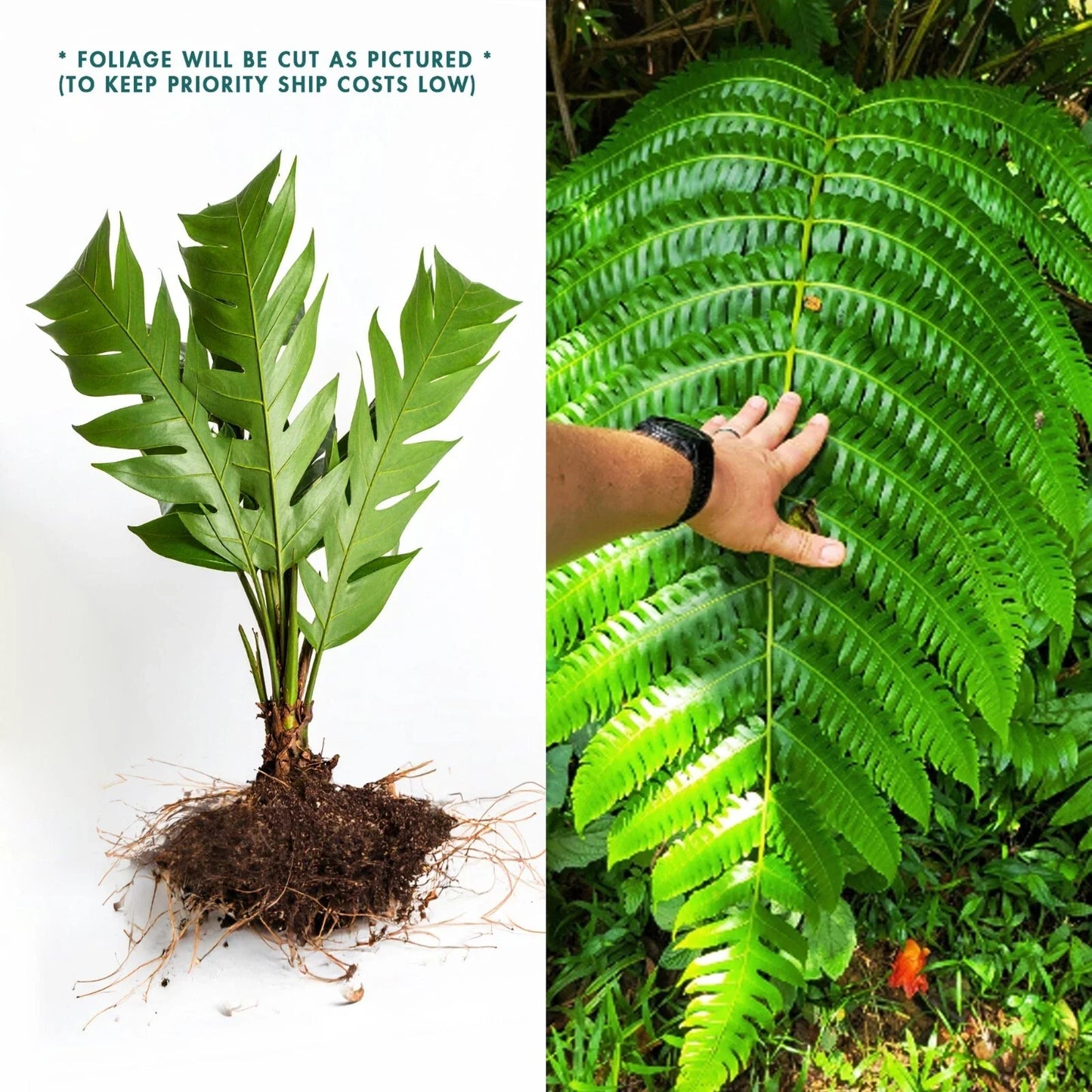 LIVE Bare Root Tree Fern - Cyathea Horrida - Tropical Plant for Home Garden - 1 Foot Tall