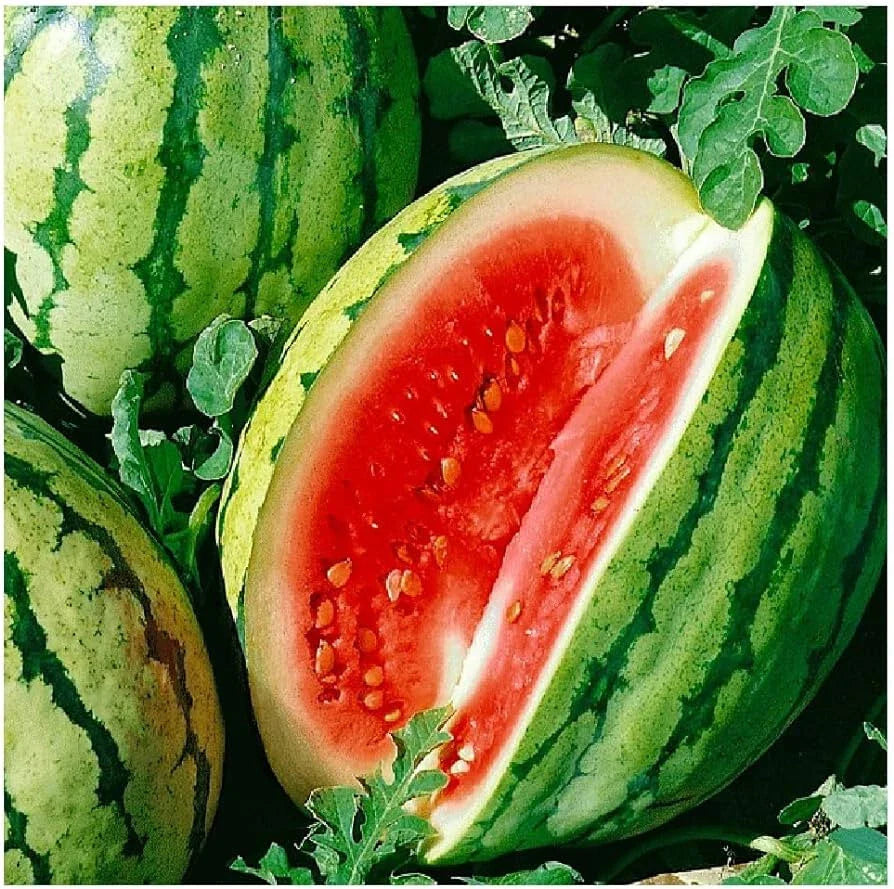 Dixie Queen Watermelon Seeds - 50+ Seeds for Garden Planting - Citrullus lanatus - USA Grown, Free Shipping